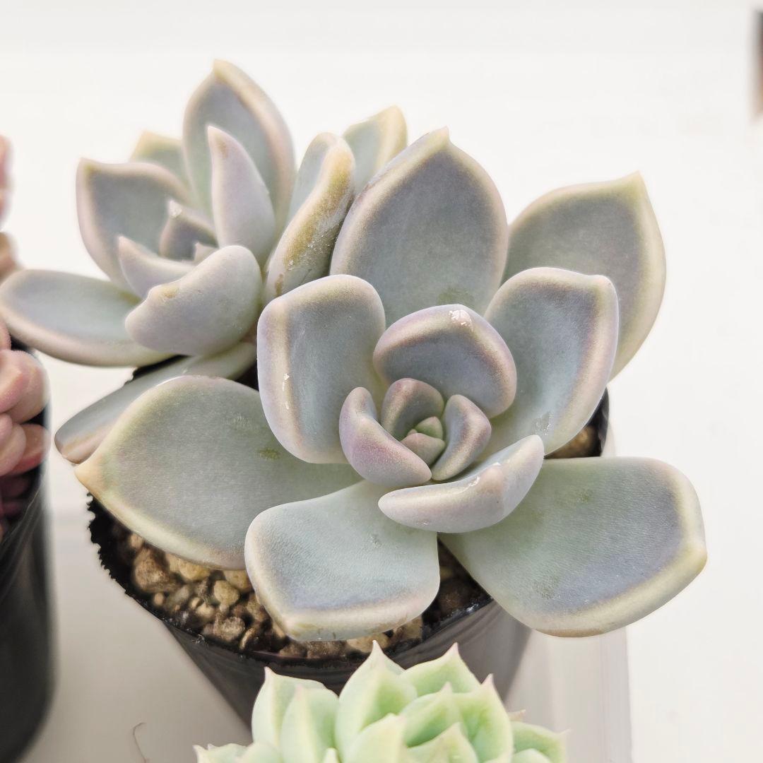 みー❀✼❅様全16苗⑧つぶつぶ屋さん キャラット❣️あられ❣️発根済ネコポス込