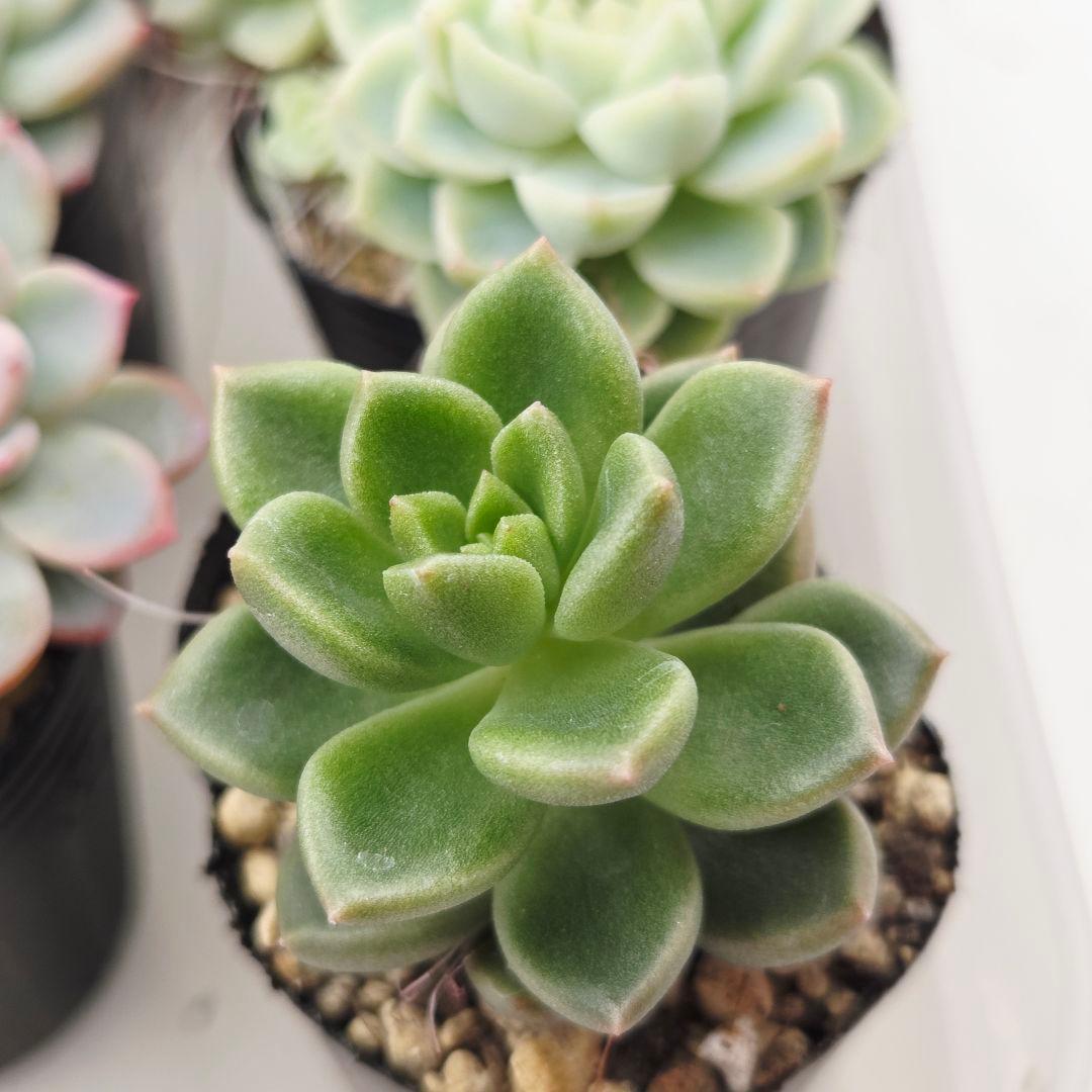 みー❀✼❅様全16苗⑧つぶつぶ屋さん キャラット❣️あられ❣️発根済ネコポス込