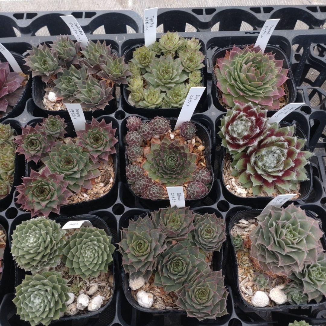 セダム(*´ω｀*)さん専用