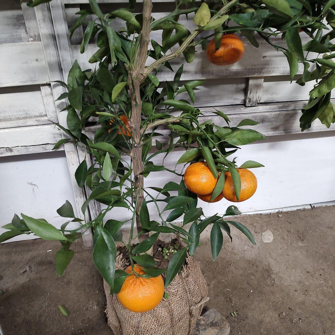 が*も様 麗紅 3年生 苗木 登録品種 実つき！