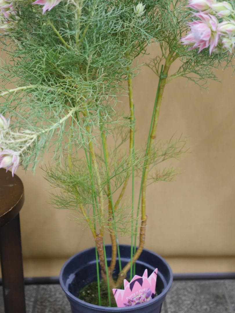 セルリア　ブラッシングブライト　ピンク　7号鉢　約90センチ　3
