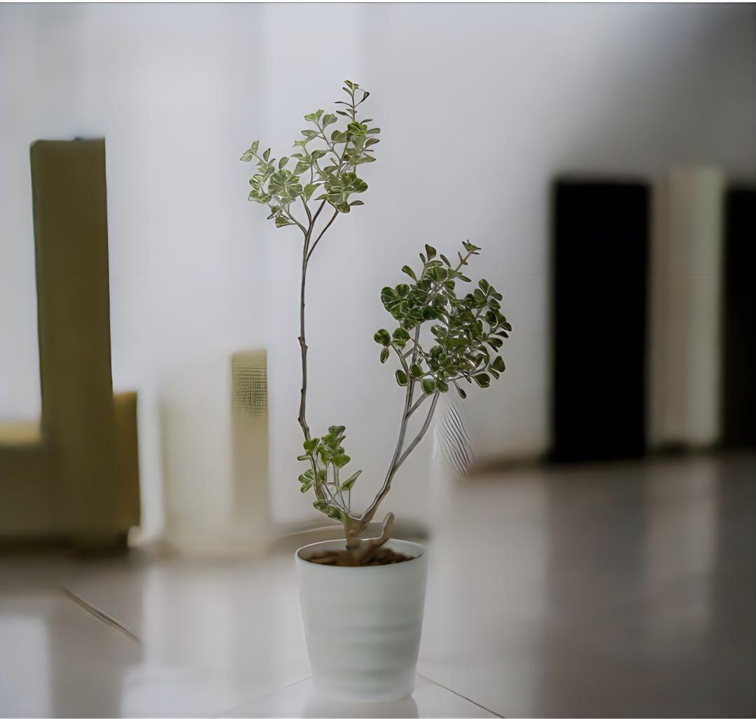 光触媒　人工観葉植物　ウォールグリーン　フェイクグリーン　フィカストライアングル