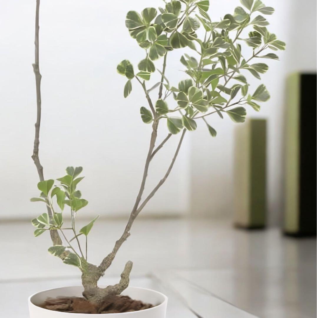 光触媒　人工観葉植物　ウォールグリーン　フェイクグリーン　フィカストライアングル