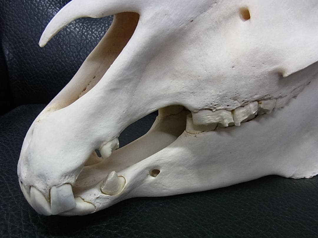 アフリカ　サバンナシマウマ 頭骨