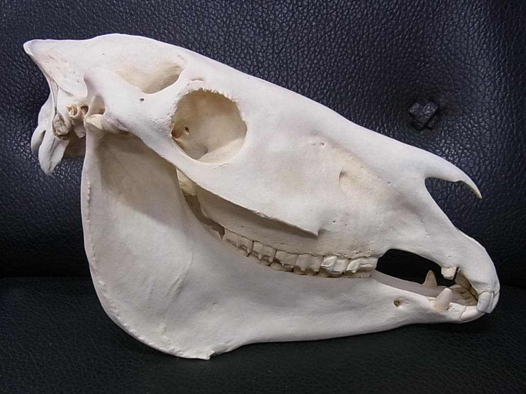 アフリカ　サバンナシマウマ 頭骨