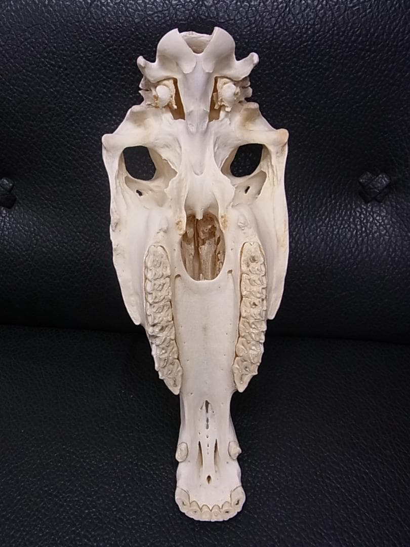 アフリカ　サバンナシマウマ 頭骨