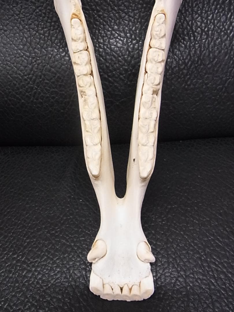 アフリカ　サバンナシマウマ 頭骨