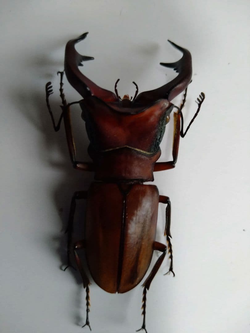 アラガールホソアカクワガタWD標本