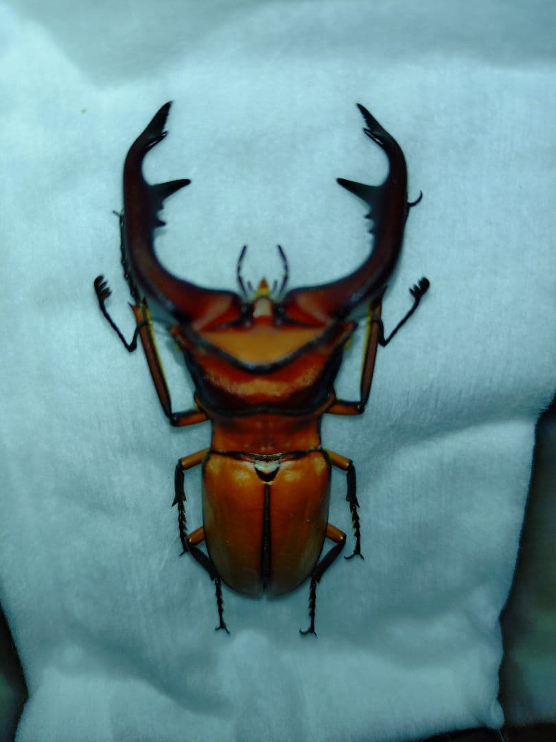 アラガールホソアカクワガタWD標本