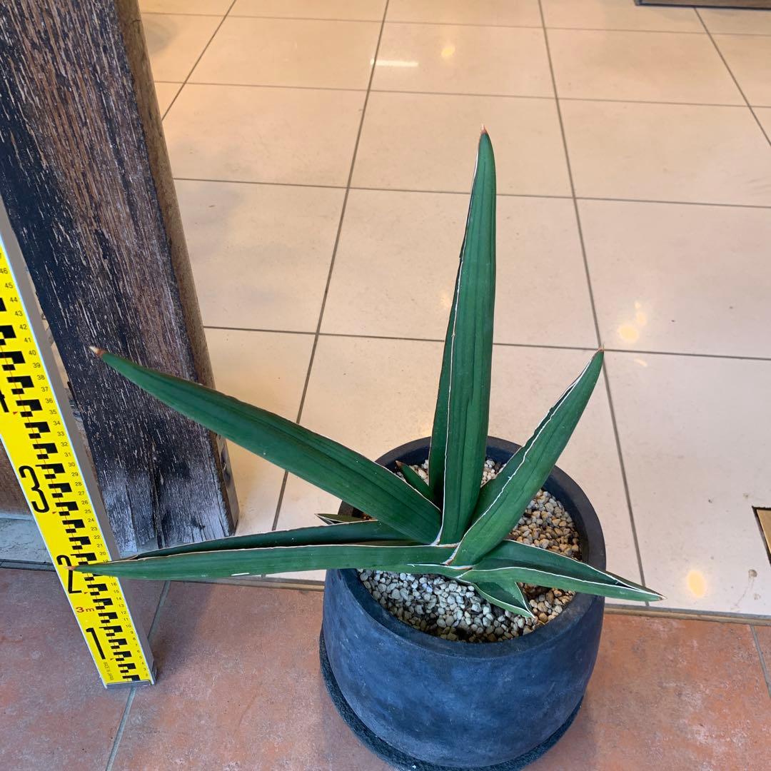 サンスベリア サムライドワーフ ファイバー鉢 お皿付き