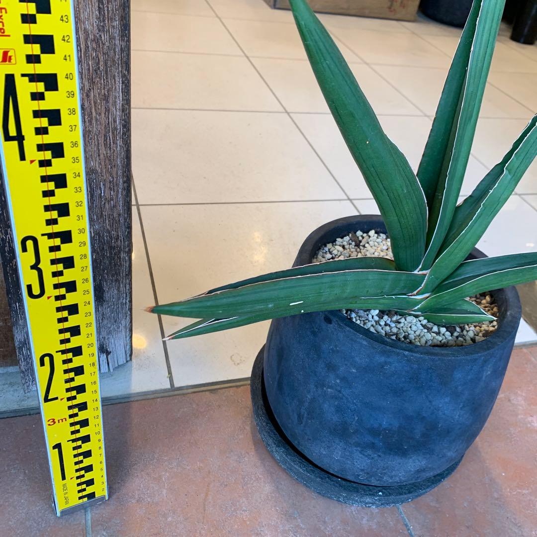 サンスベリア サムライドワーフ ファイバー鉢 お皿付き