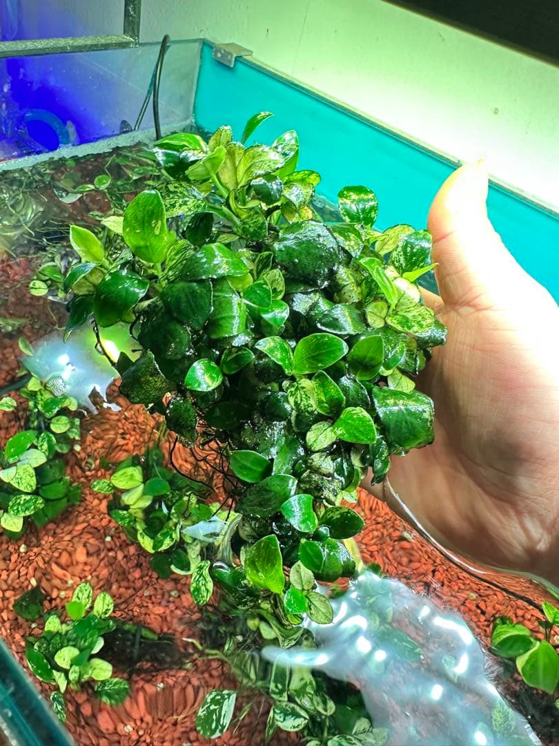 アヌビアスナナプチスノーフレークまとめ