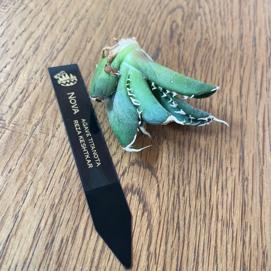 【REZA産】イラン株　長棘　アガベ　　NOVA ノヴァ　12月便