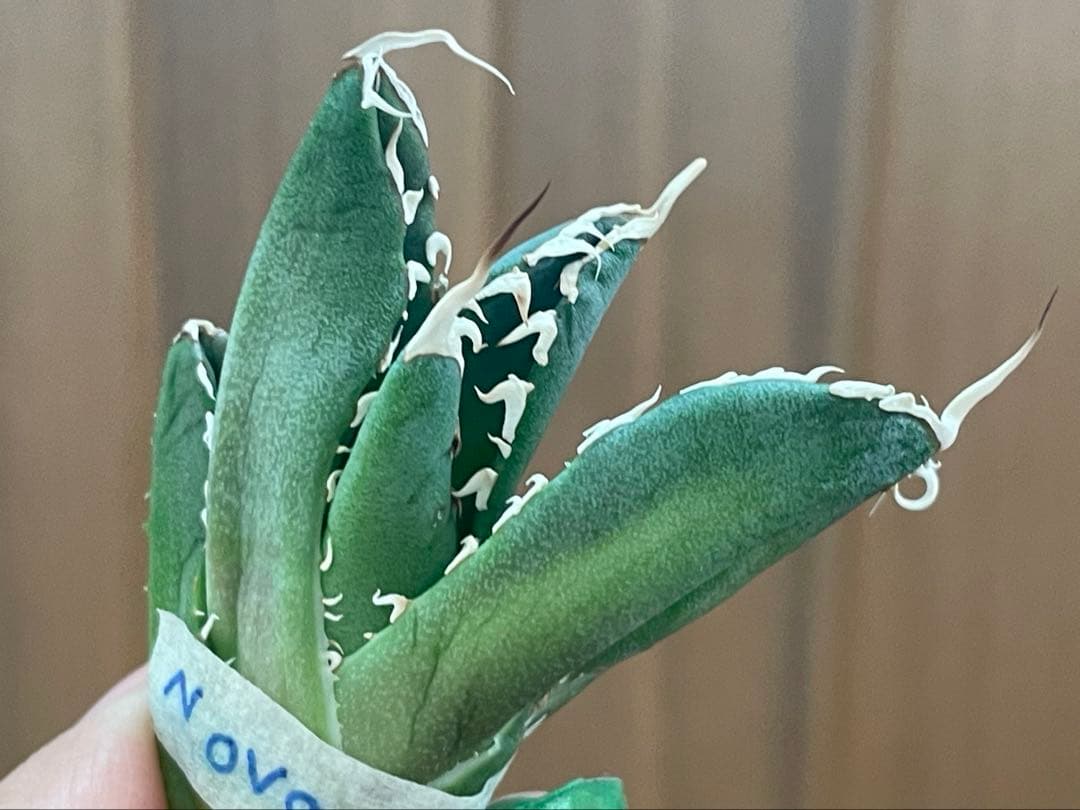 【REZA産】イラン株　長棘　アガベ　　NOVA ノヴァ　12月便