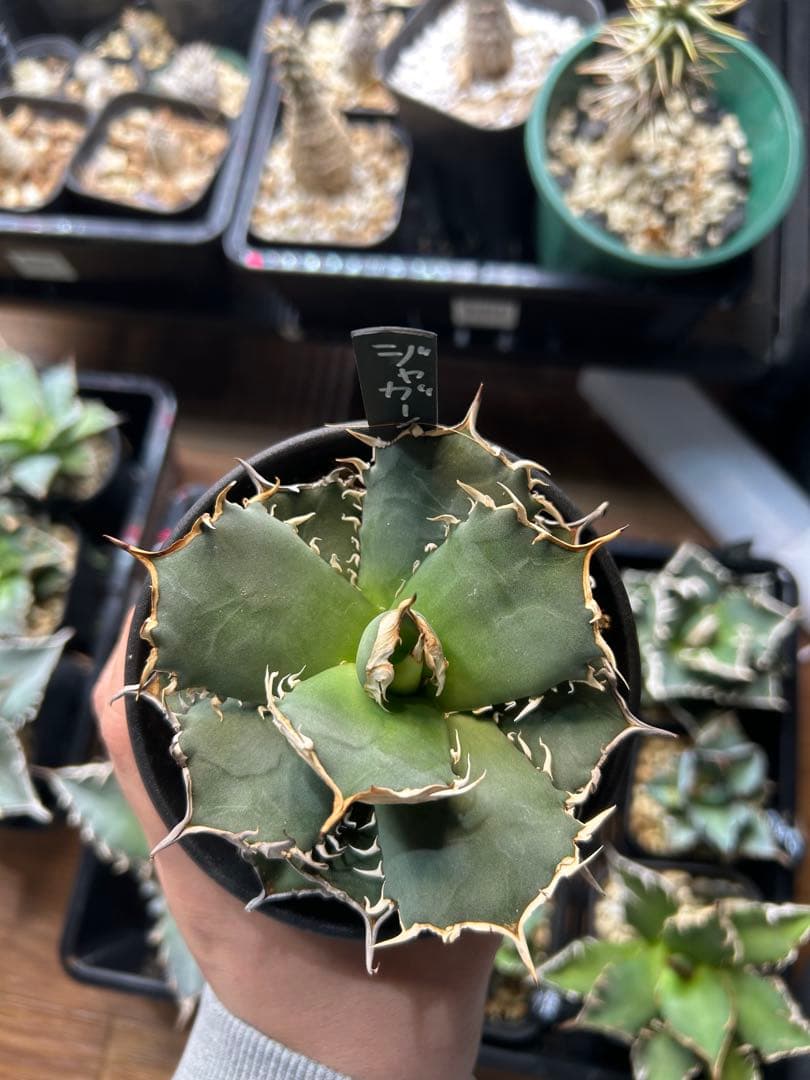 アガベ　チタノタ　多肉小〜中株　まとめ15株売り　抜き苗