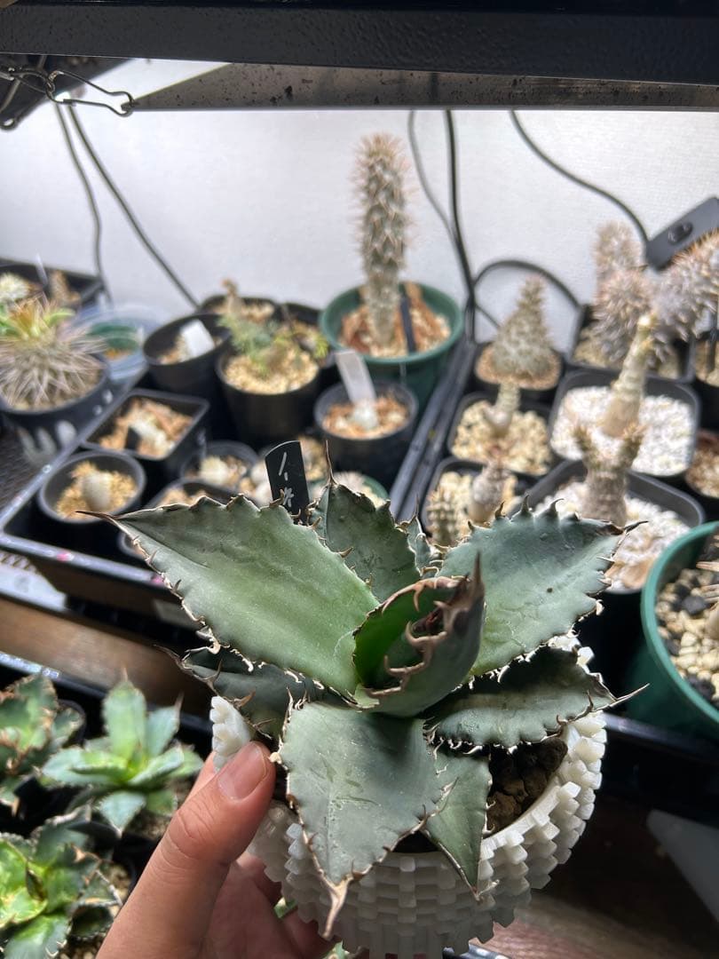 アガベ　チタノタ　多肉小〜中株　まとめ15株売り　抜き苗