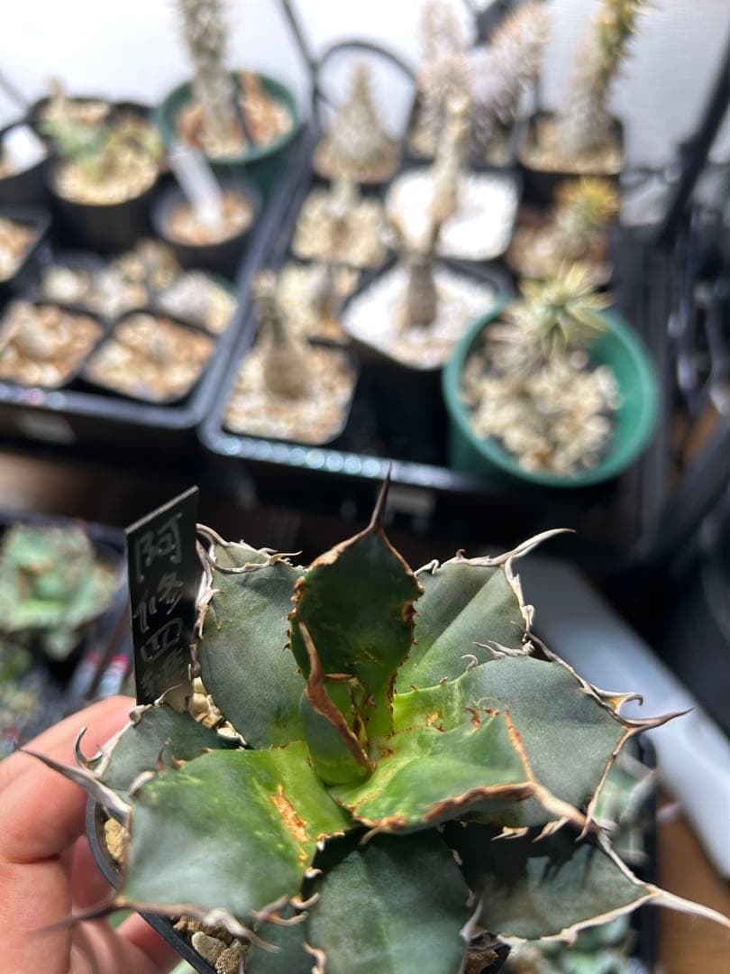 アガベ　チタノタ　多肉小〜中株　まとめ15株売り　抜き苗