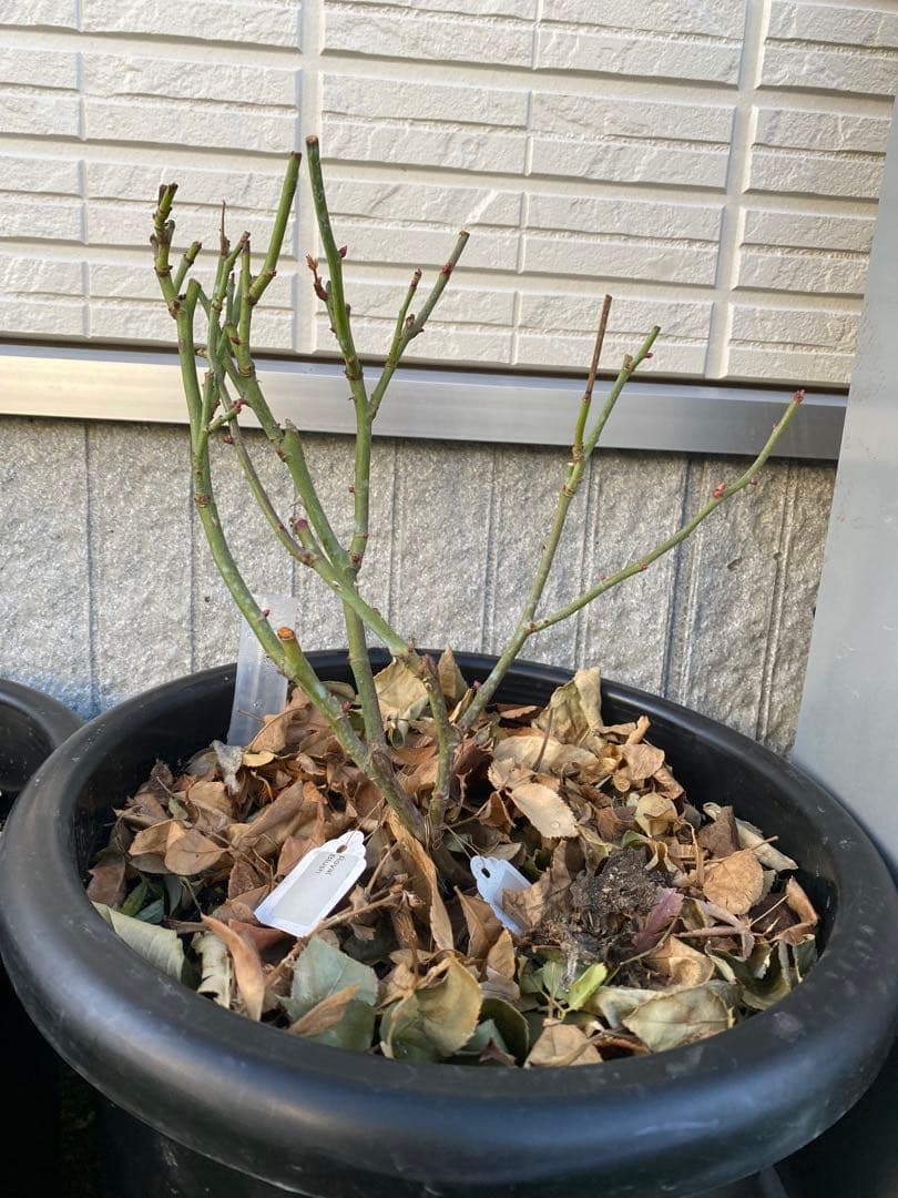 花苗　レア花　海外品種　入手困難　R⭕️y.l Bl….