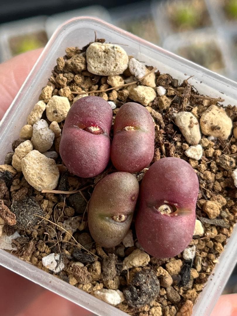 コノフィツムroodiae sanguineum Garies脱皮後7頭になる