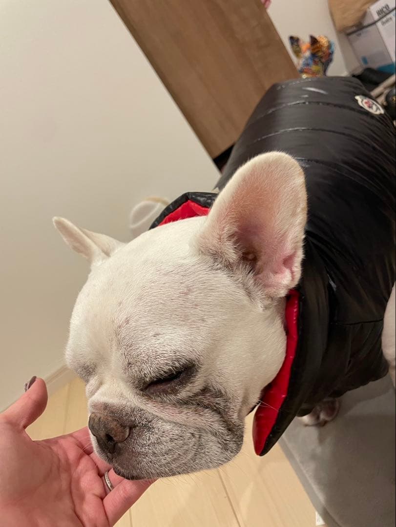 シェリー　モンクレール犬用ダウン　MONCLER