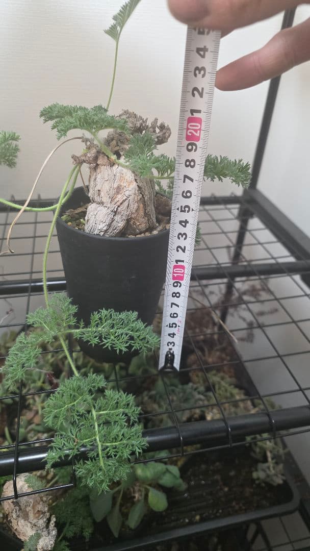 【現地株国内管理5年】冬型　ペラルゴニウム トリステ　発根済み　大株