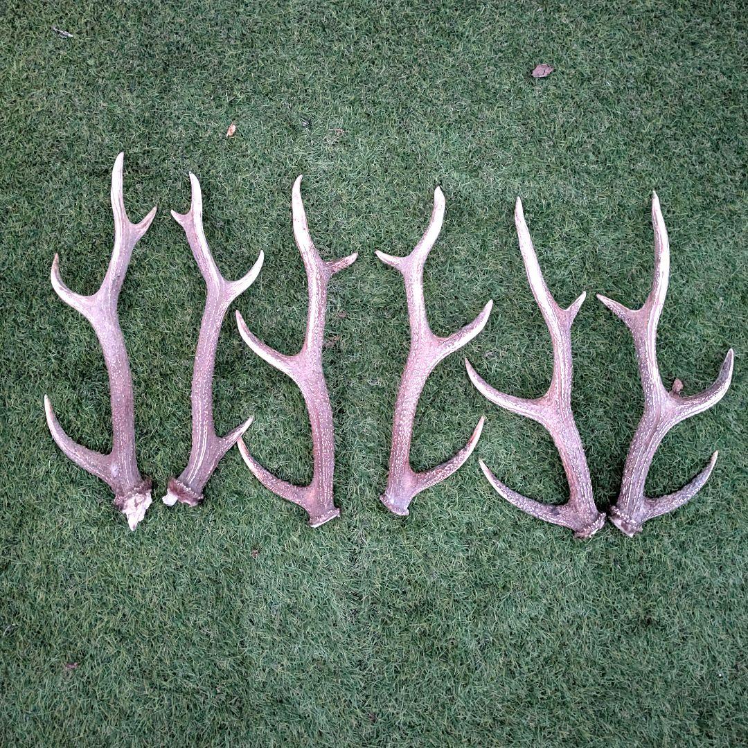 鹿の角　24本(12対)　まとめ売り