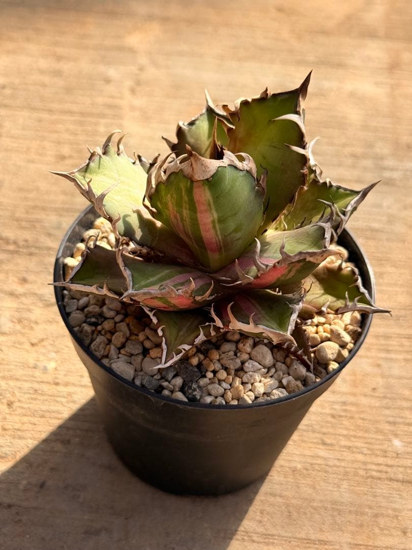 レッドキャットウィーズル 斑入り｜ピンク差し斑｜3.5寸鉢｜希少　斑入りRCW