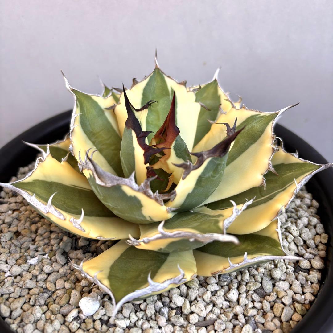 アガベ チタノタ スナグルトゥース 【鉢ごと発送】　親株出品