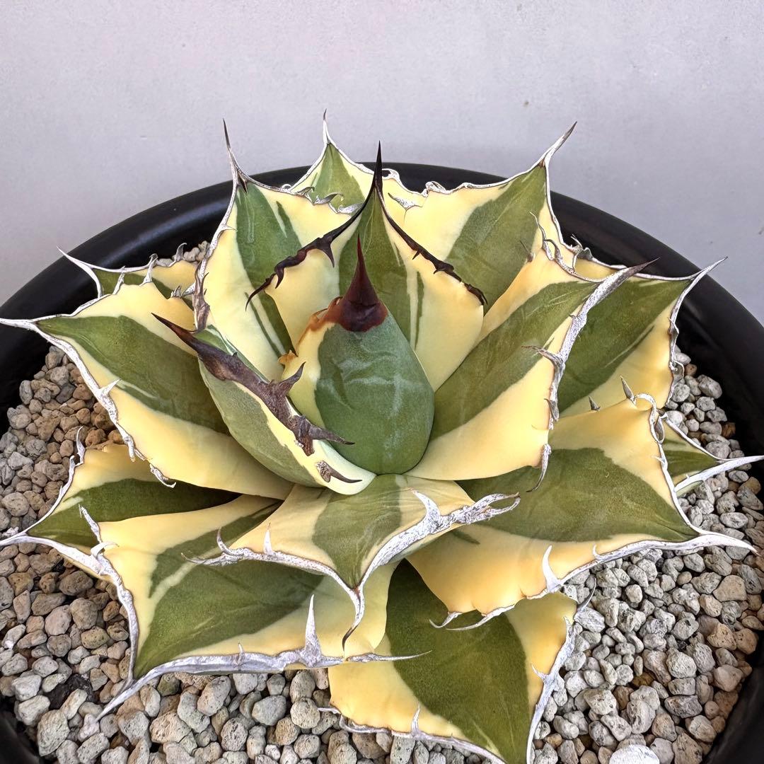 アガベ チタノタ スナグルトゥース 【鉢ごと発送】　親株出品