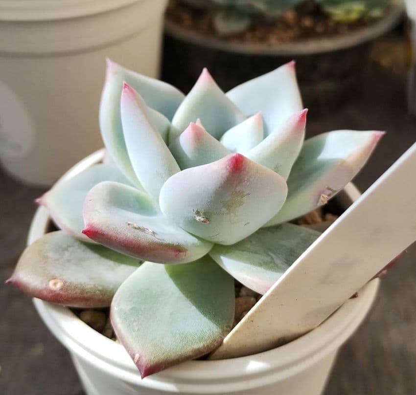 多肉177　ホリコロ　50　実生　札付き　ポットごとメルカリ便