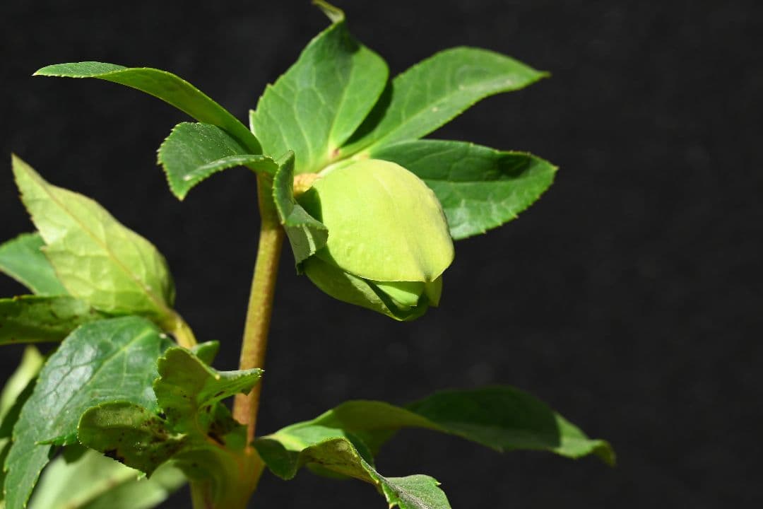 クリスマスローズ　1級品！！認定メロンゴールド　加藤農園