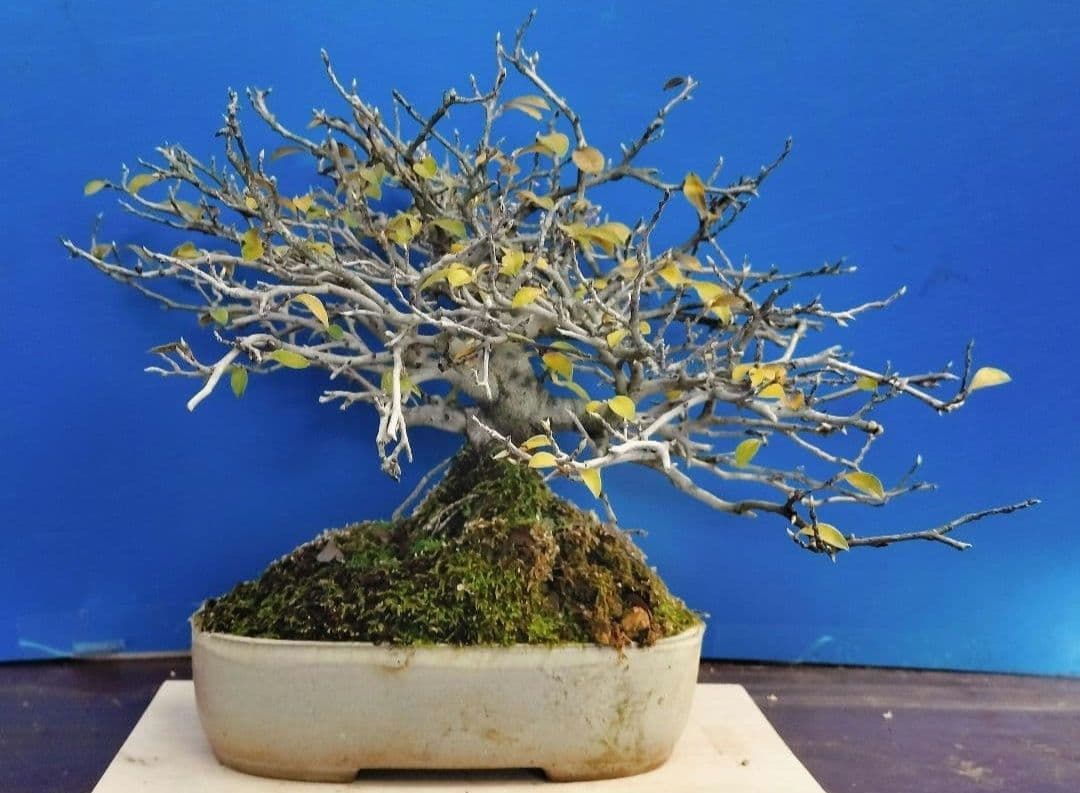 ✿Thaosiuu✿ 老爺柿 雌木 ロウヤガキ 盆栽 小葉性 (P)(Q)