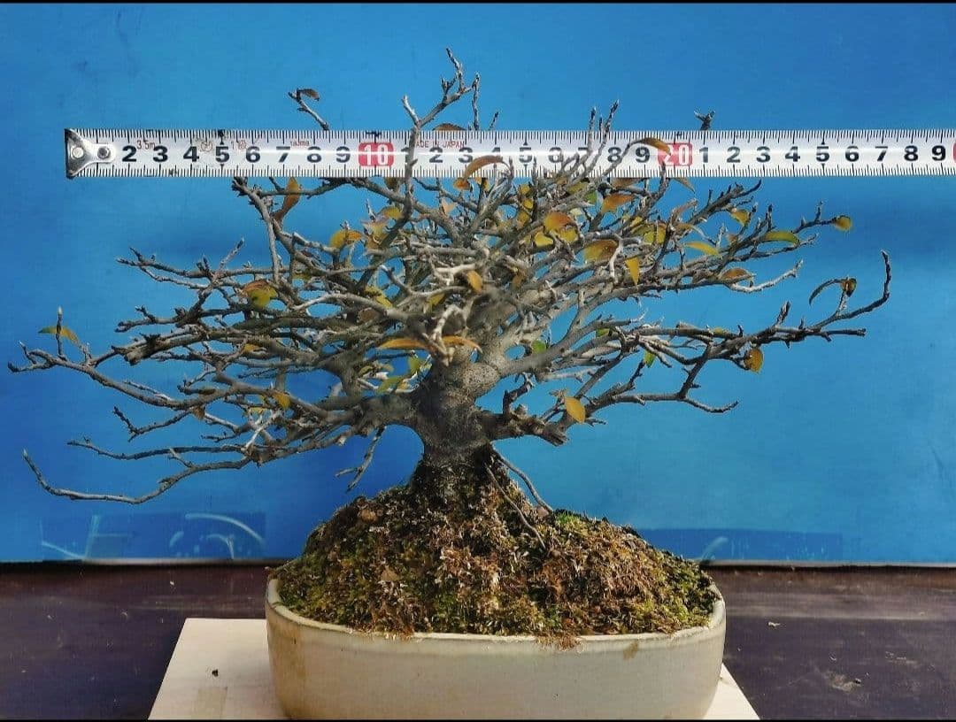 ✿Thaosiuu✿ 老爺柿 雌木 ロウヤガキ 盆栽 小葉性 (P)(Q)