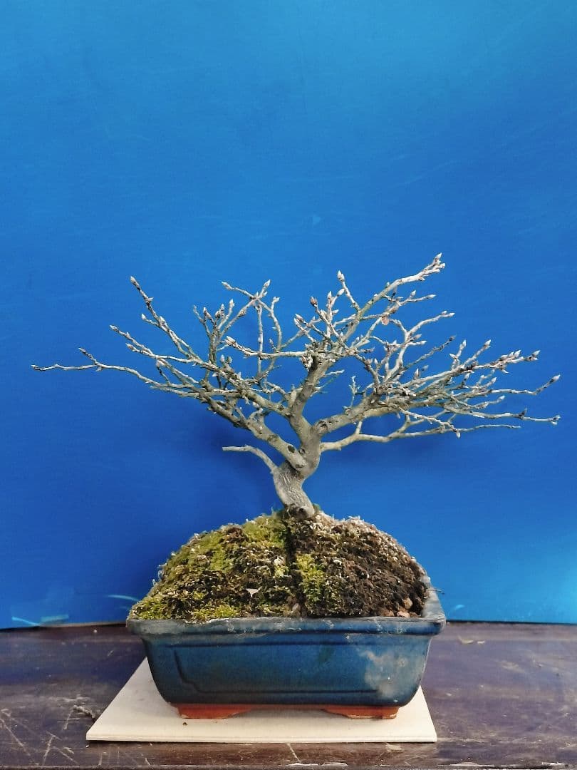 ✿Thaosiuu✿ 老爺柿 雌木 ロウヤガキ 盆栽 小葉性 (P)(Q)