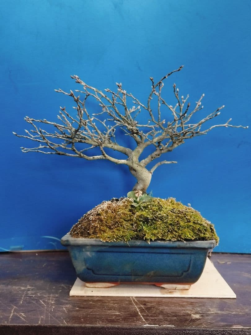 ✿Thaosiuu✿ 老爺柿 雌木 ロウヤガキ 盆栽 小葉性 (P)(Q)