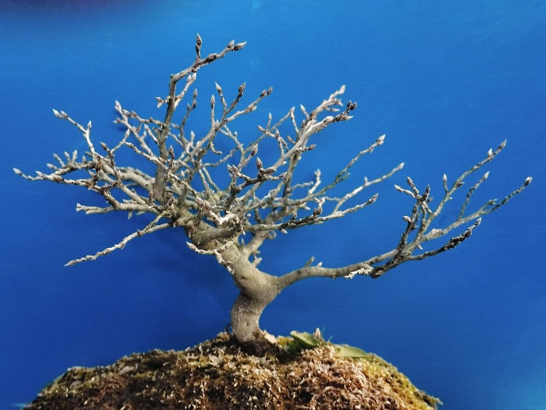 ✿Thaosiuu✿ 老爺柿 雌木 ロウヤガキ 盆栽 小葉性 (P)(Q)