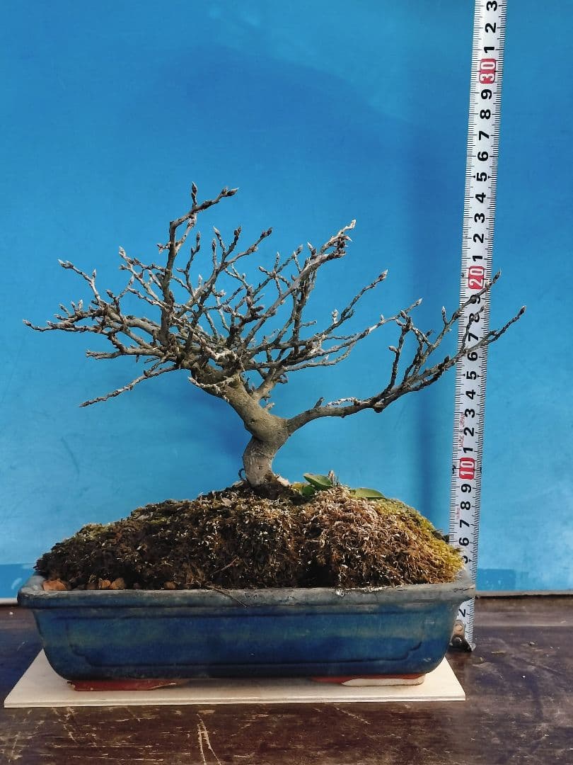 ✿Thaosiuu✿ 老爺柿 雌木 ロウヤガキ 盆栽 小葉性 (P)(Q)