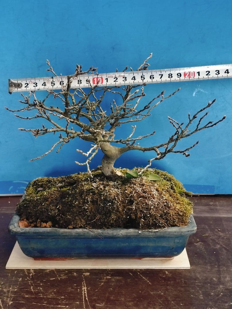 ✿Thaosiuu✿ 老爺柿 雌木 ロウヤガキ 盆栽 小葉性 (P)(Q)