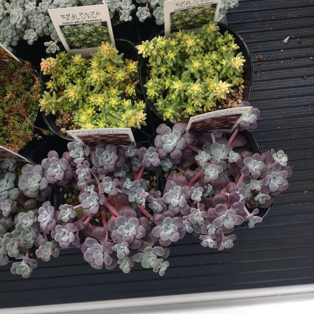 苺みるくさん専用