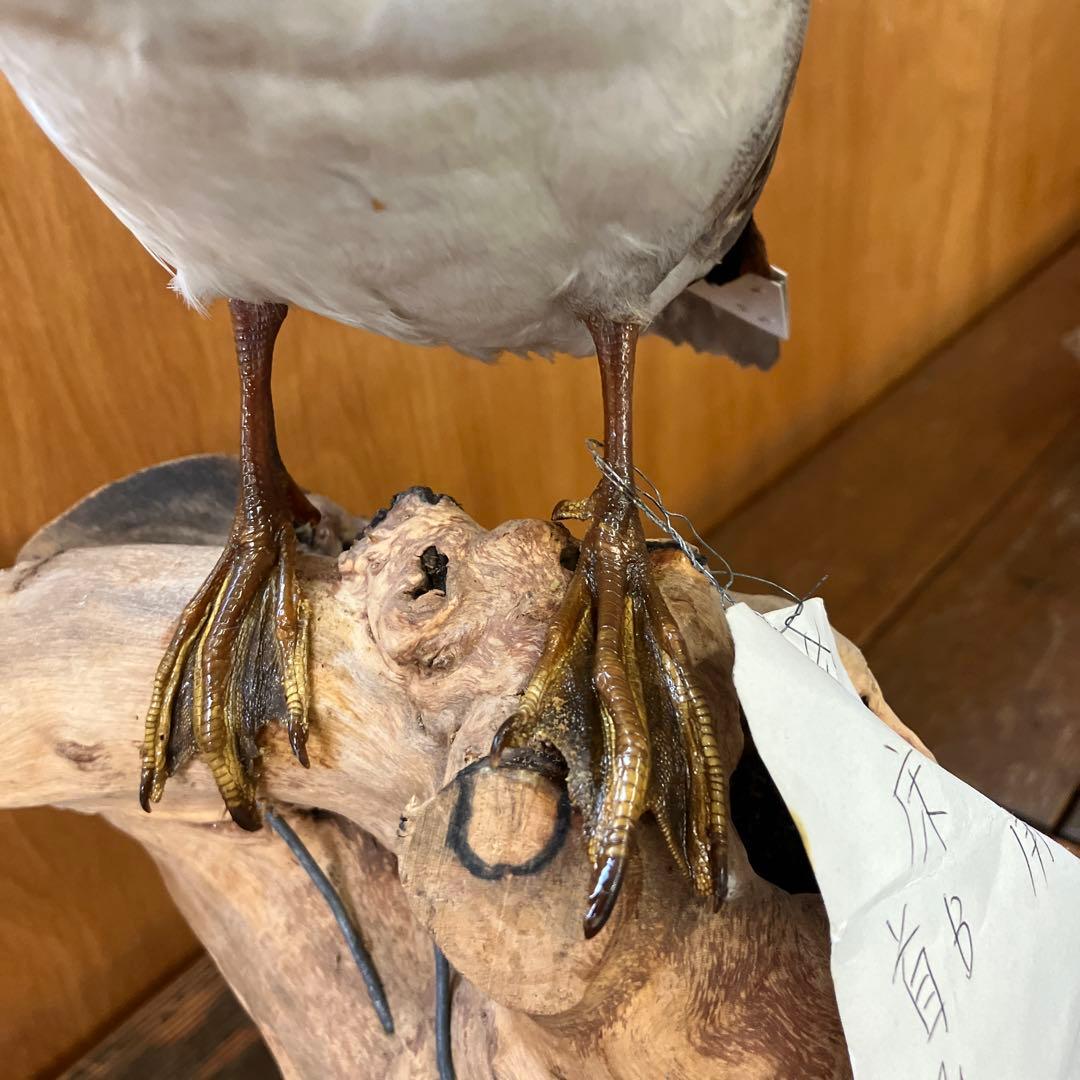 トモエガモ　剥製　カモ