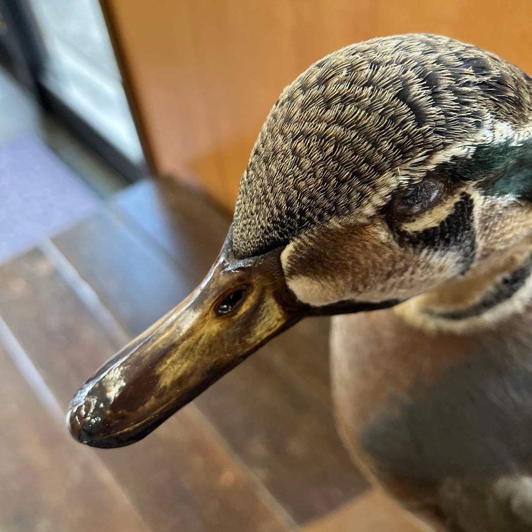 トモエガモ　剥製　カモ
