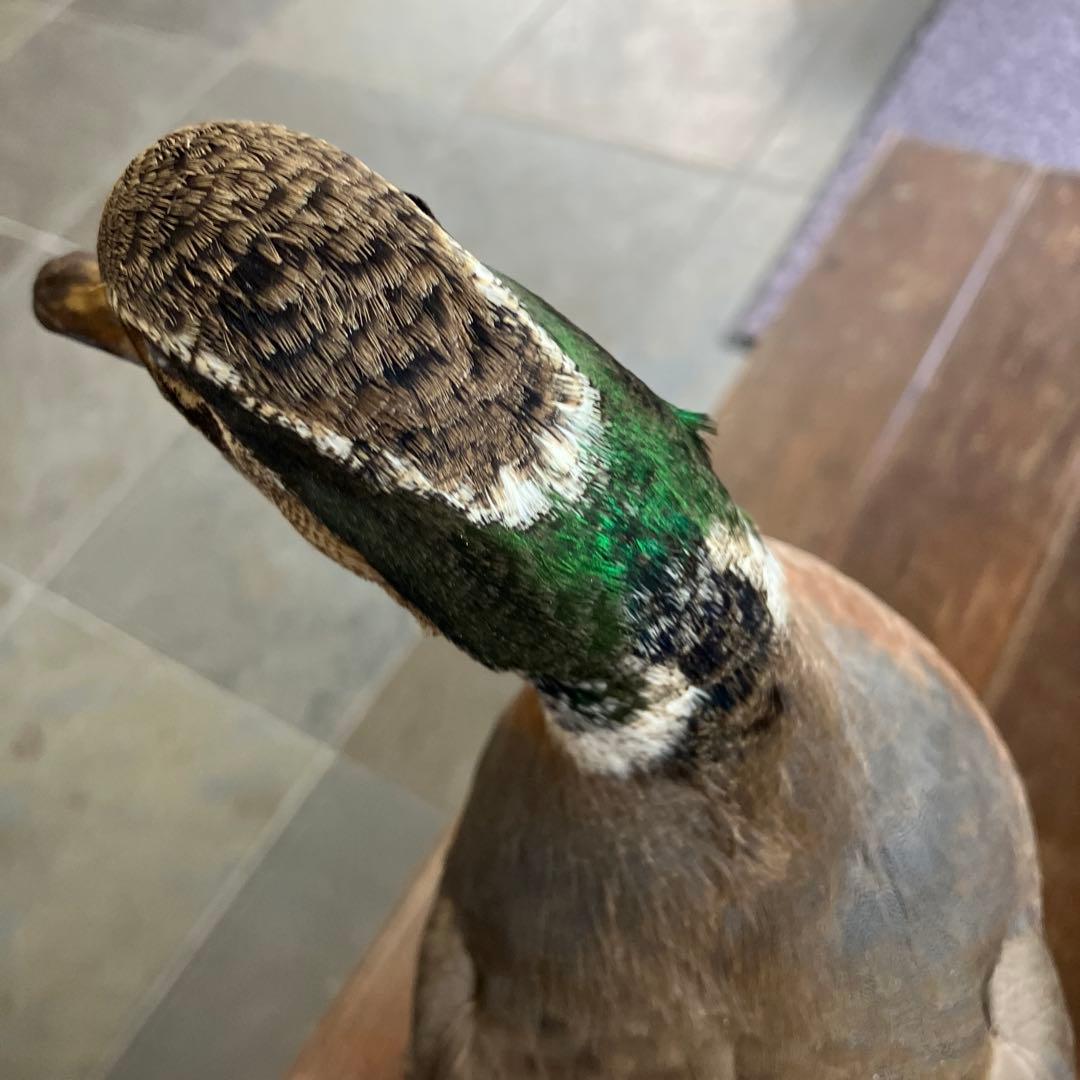 トモエガモ　剥製　カモ