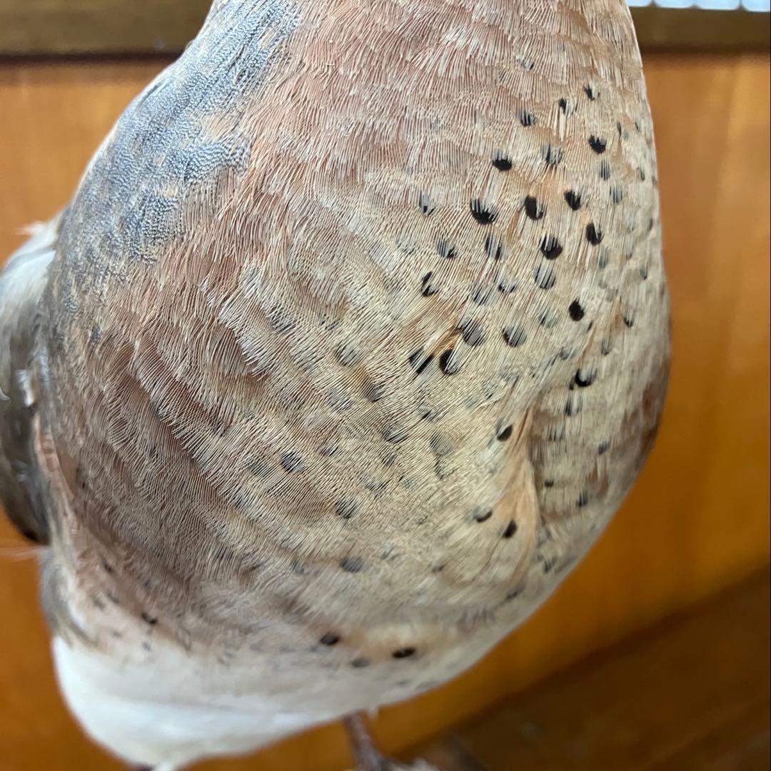 トモエガモ　剥製　カモ