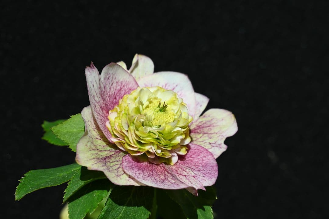 クリスマスローズ　珍品！認定モーリー プリマヴェーラ　加藤農園