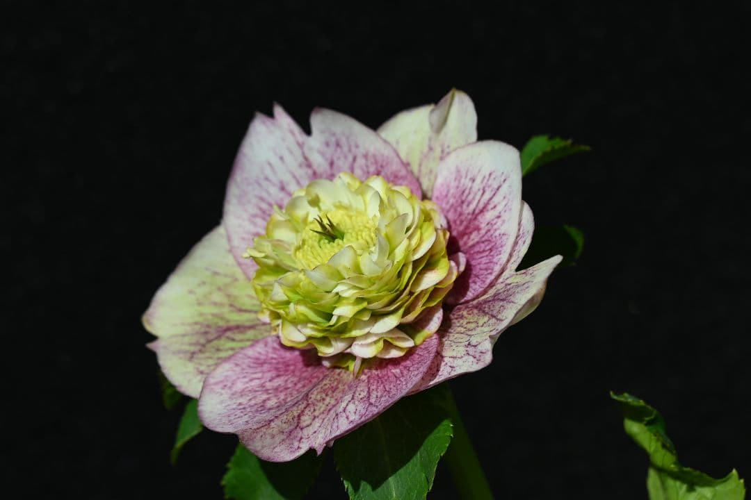 クリスマスローズ　珍品！認定モーリー プリマヴェーラ　加藤農園