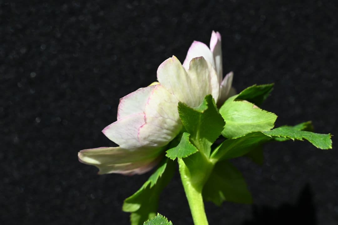 クリスマスローズ　珍品！認定モーリー プリマヴェーラ　加藤農園