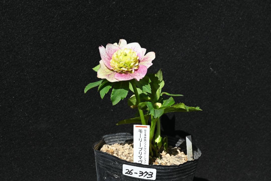 クリスマスローズ　珍品！認定モーリー プリマヴェーラ　加藤農園