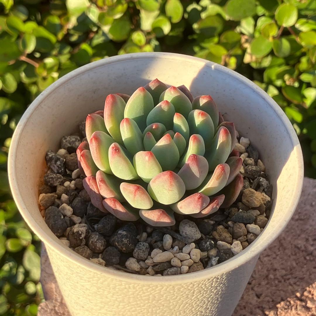 ブルーエルフ【カット】多肉植物