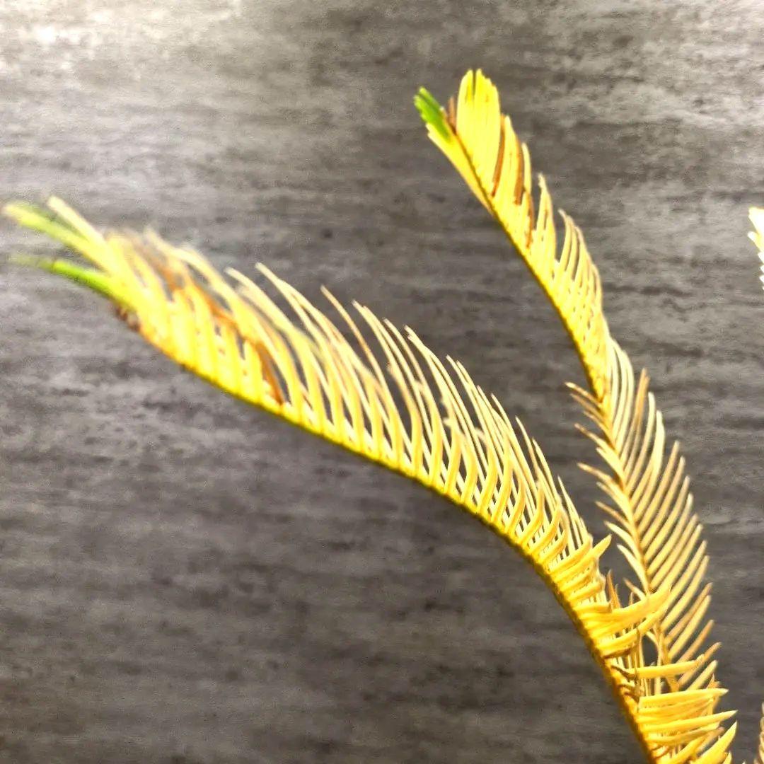 ゆ*ん様 黄金ソテツ　ソテツ　蘇鉄　黄金蘇轍　サイカス 塊根