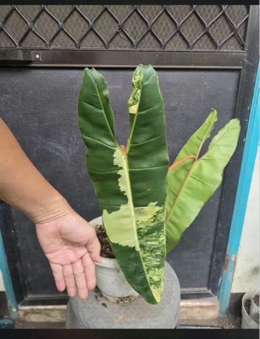 フィロデンドロン・ビレッティアエ 斑入り（大株)